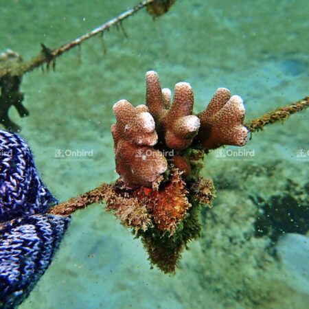 Porites cylindrina