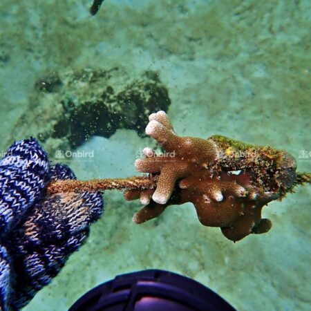 Porites cylindrina