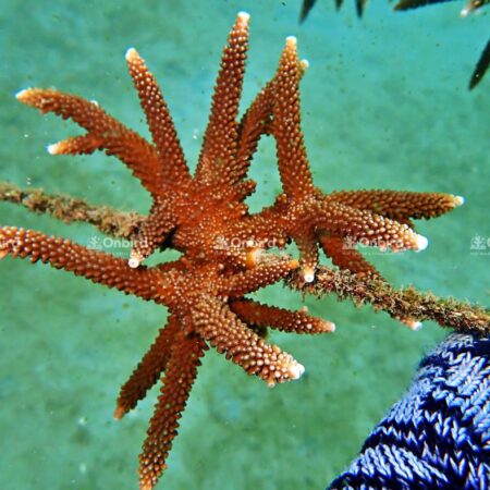 Acropora Grandis
