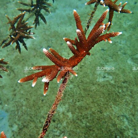 Acropora Grandis