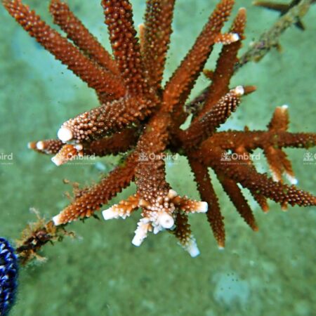 Acropora Grandis