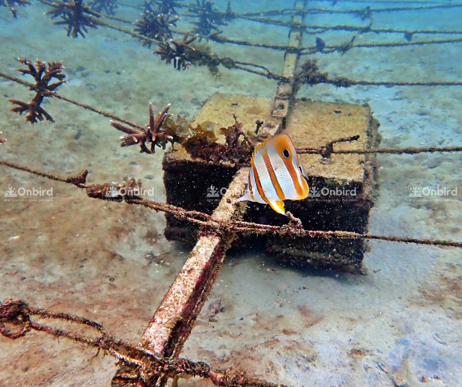 Reef fish and cuttlefish have appeared in the coral nursery area.