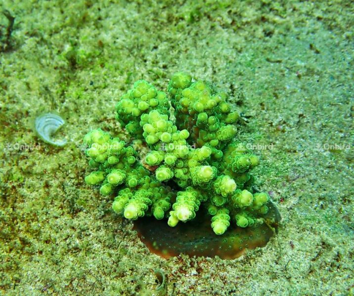 Corals are fragmented from larger colonies