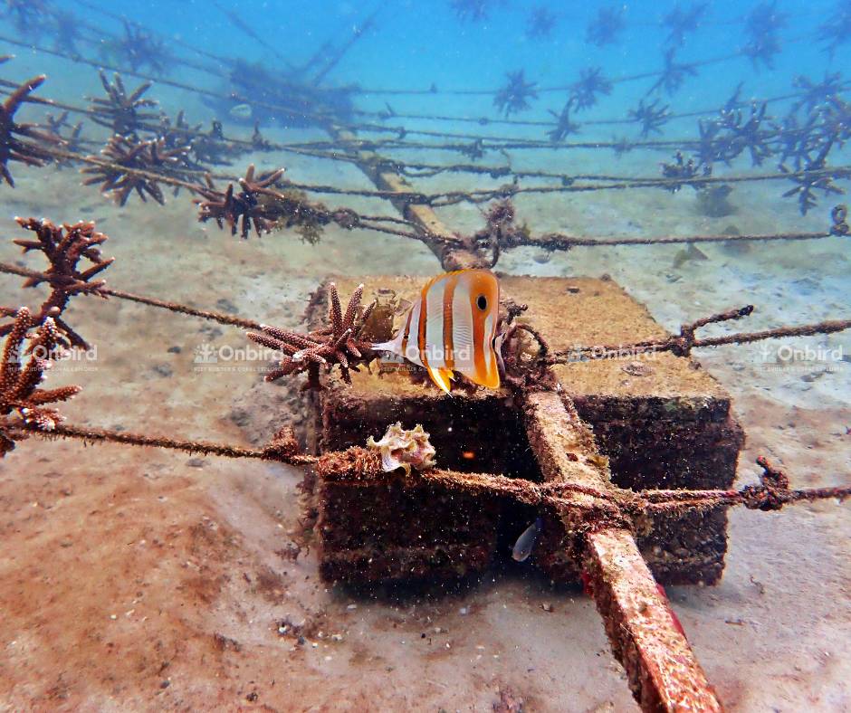 Reef fish and cuttlefish have appeared in the coral nursery area.