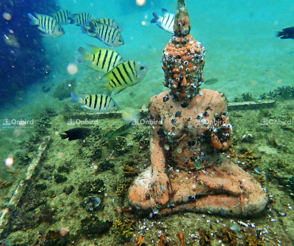 Reef fish and cuttlefish have appeared in the coral nursery area.