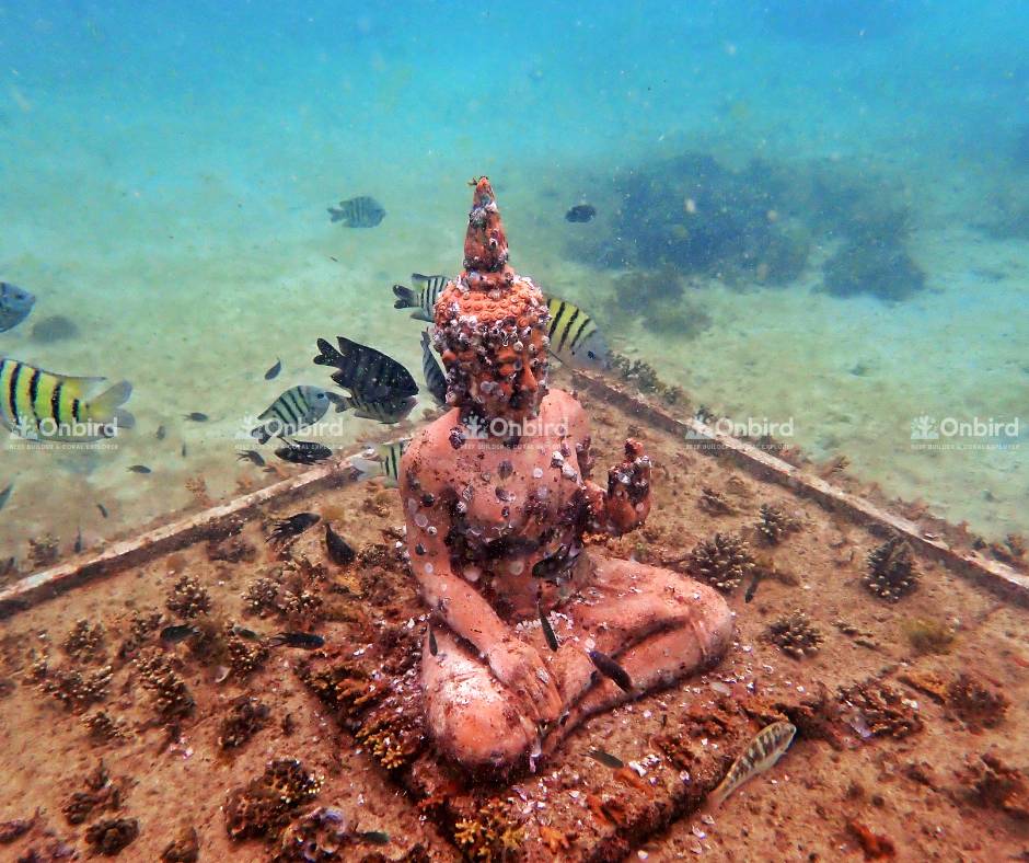 Reef fish and cuttlefish have appeared in the coral nursery area.