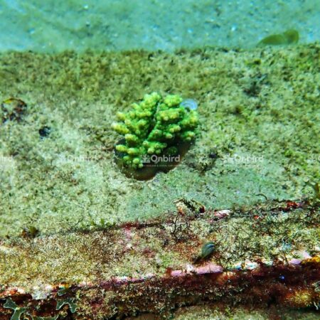 Acropora Rosaria