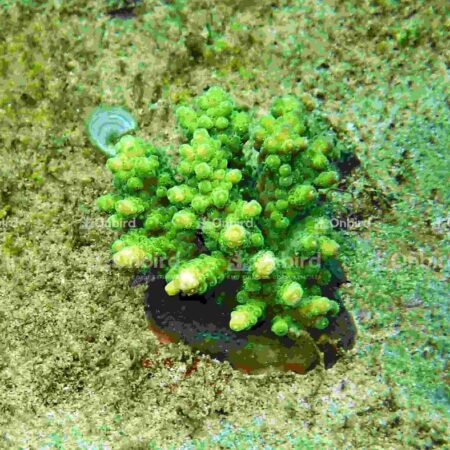 Acropora Rosaria