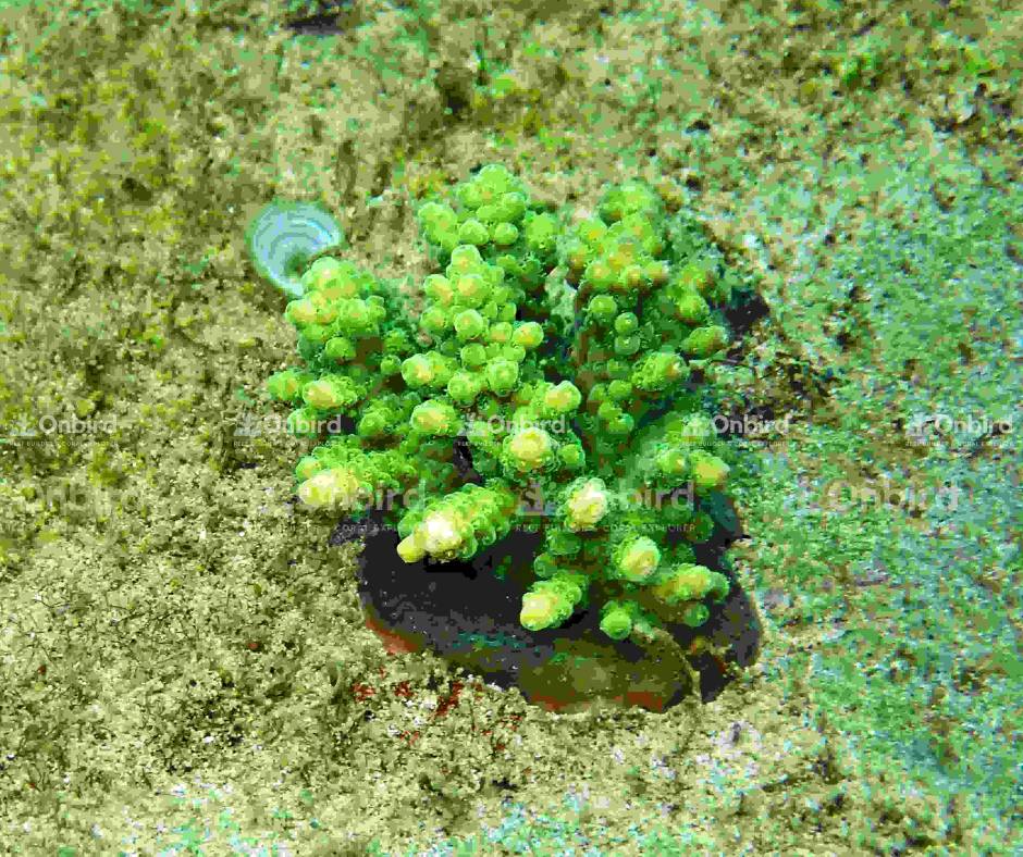 Acropora Rosaria