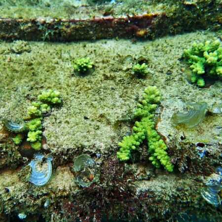 Acropora Rosaria