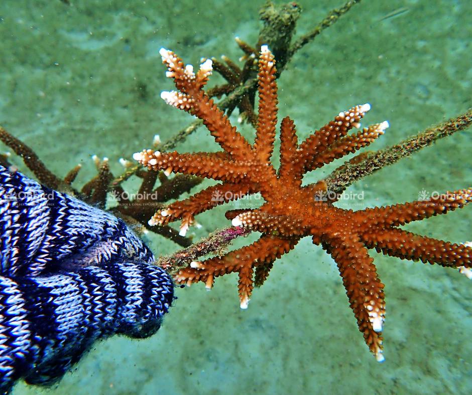 Acropora Grandis