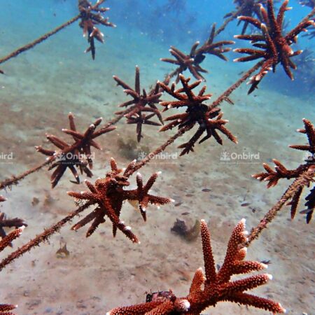 Coral viability stood at an encouraging 99%.