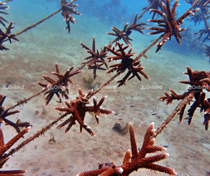 Coral viability stood at an encouraging 99%.