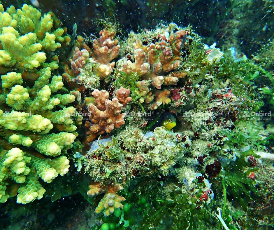 Corals are fragmented from larger colonies