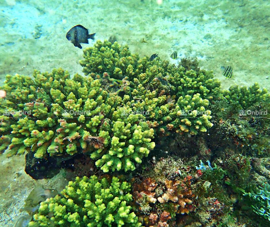 Once these coral fragments reach maturity, they will be out-planted onto natural reefs.