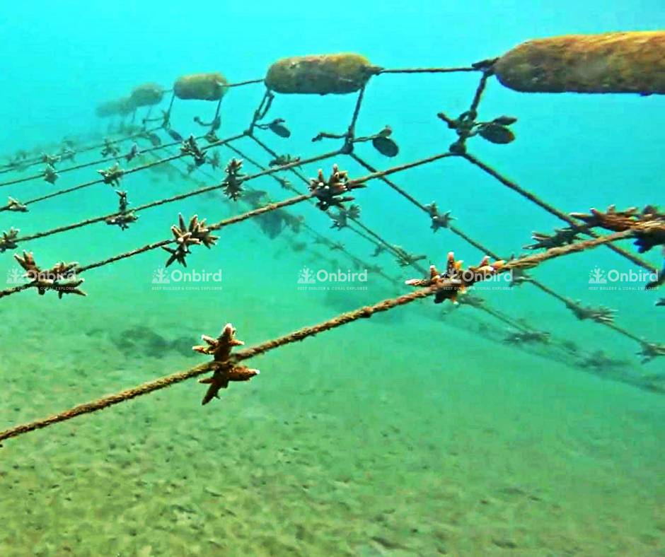 The suspension lines are connected to the main framework and elevated by buoys, creating a roof-like configuration.