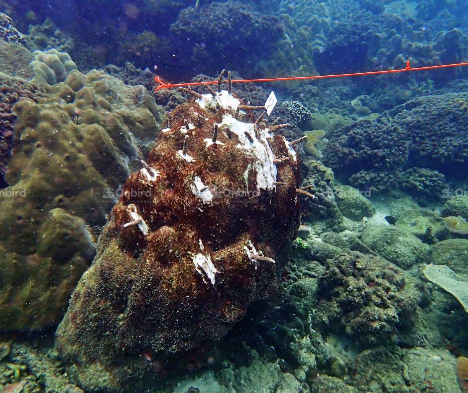 The coral transplantation areas are clearly marked and strictly controlled to allow continuous monitoring of coral growth.