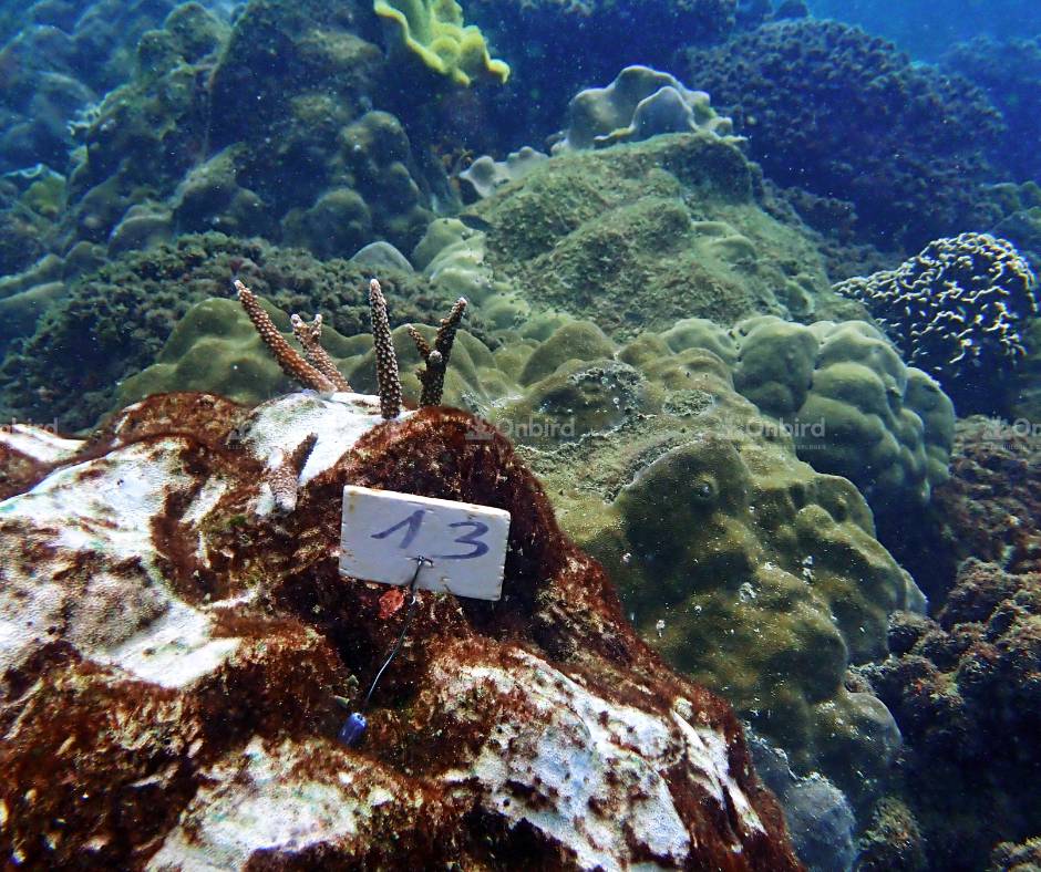 Acropora pulchra (Staghorn coral)