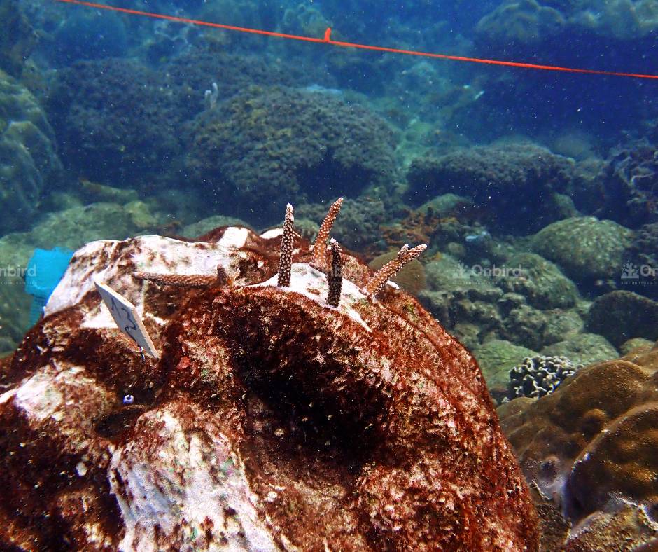 Acropora pulchra (Staghorn coral)