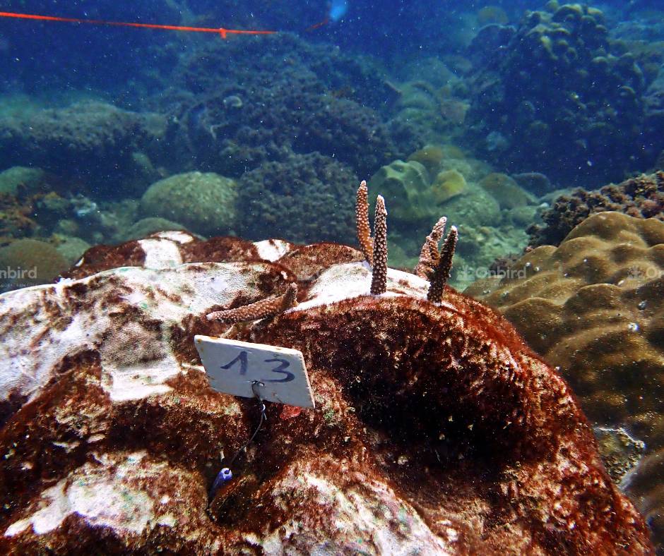 Acropora pulchra (Staghorn coral)