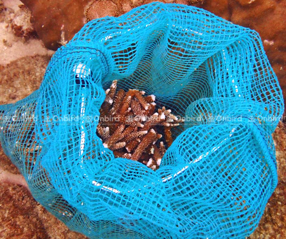 Coral fragments are harvested from OnBird’s coral nursery.