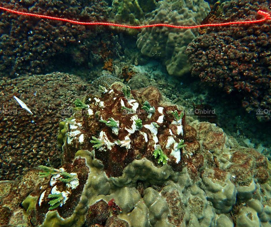 Acropora rosaria (Cherry Blossom coral)