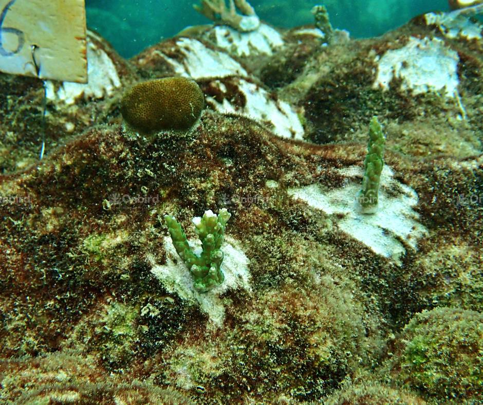 Acropora rosaria (Cherry Blossom coral)