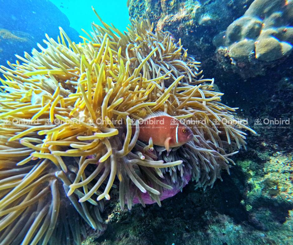 Discovering diverse marine life, fish species, and vibrant corals.