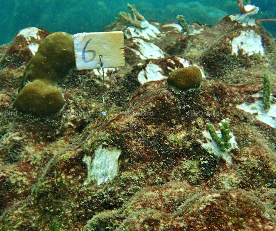 The coral transplantation areas are clearly marked and strictly controlled to allow continuous monitoring of coral growth.