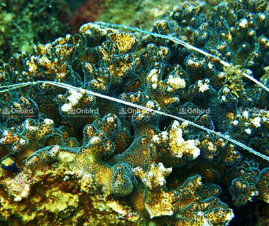 Pocillopora Damicornis (Cauliflower coral)