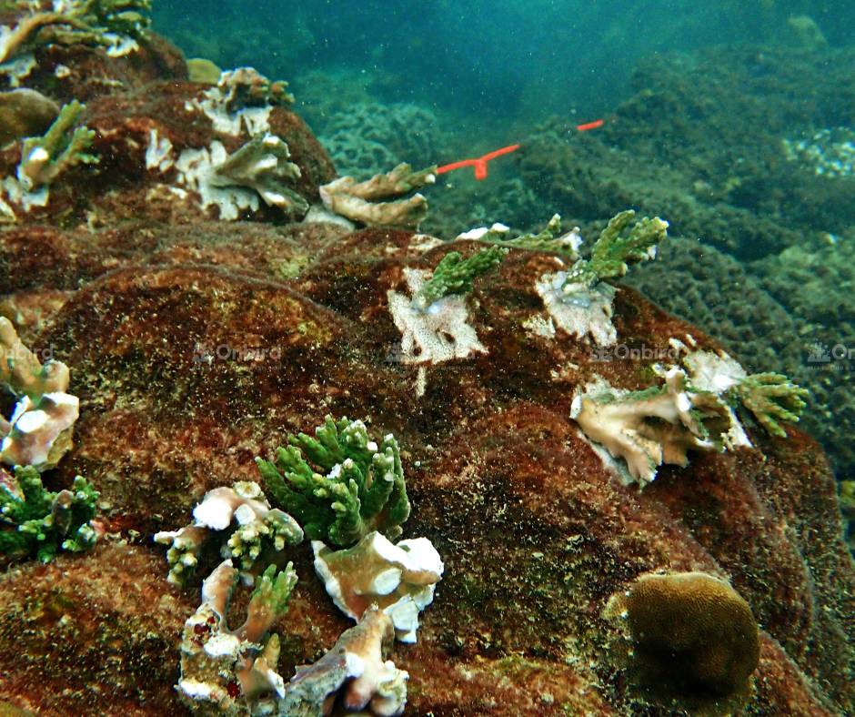 Acropora rosaria (Cherry Blossom coral)