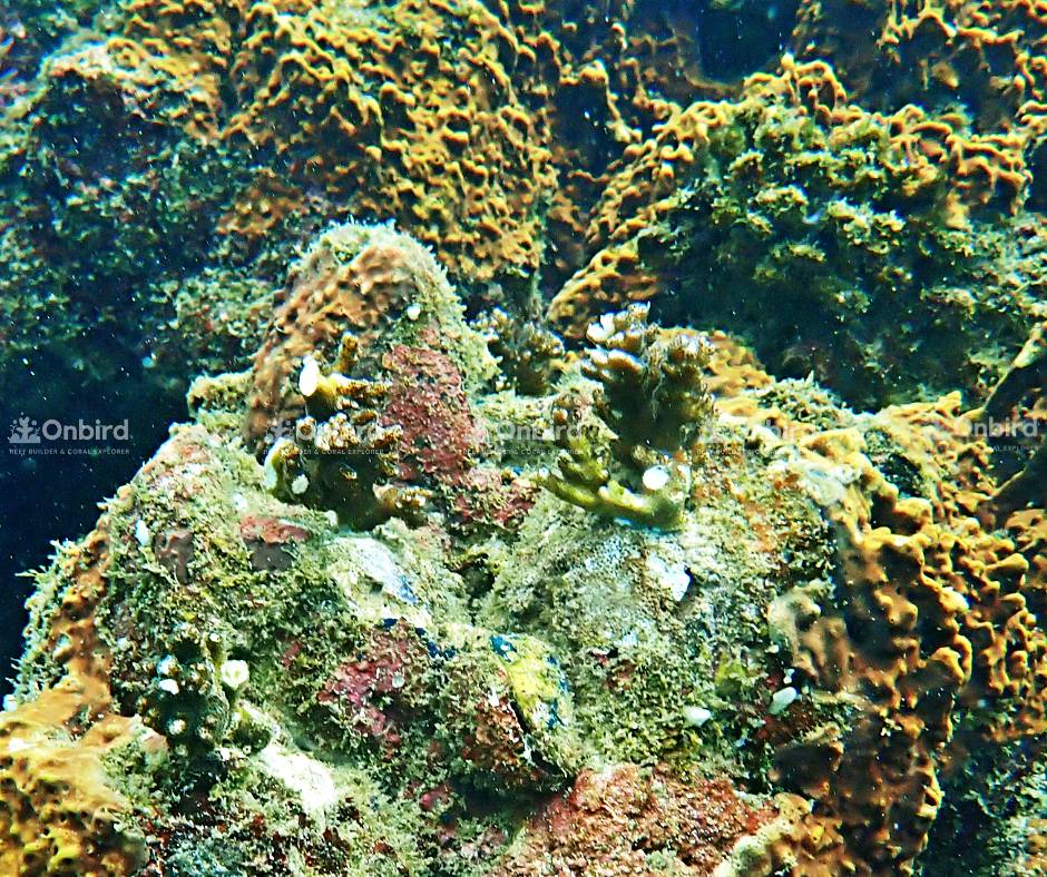 Pocillopora Damicornis (Cauliflower coral)