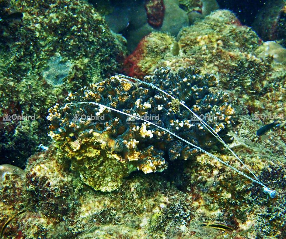 Pocillopora Damicornis (Cauliflower coral)