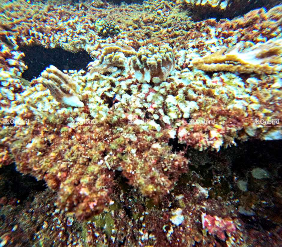 Acropora Cytherea (Table coral)