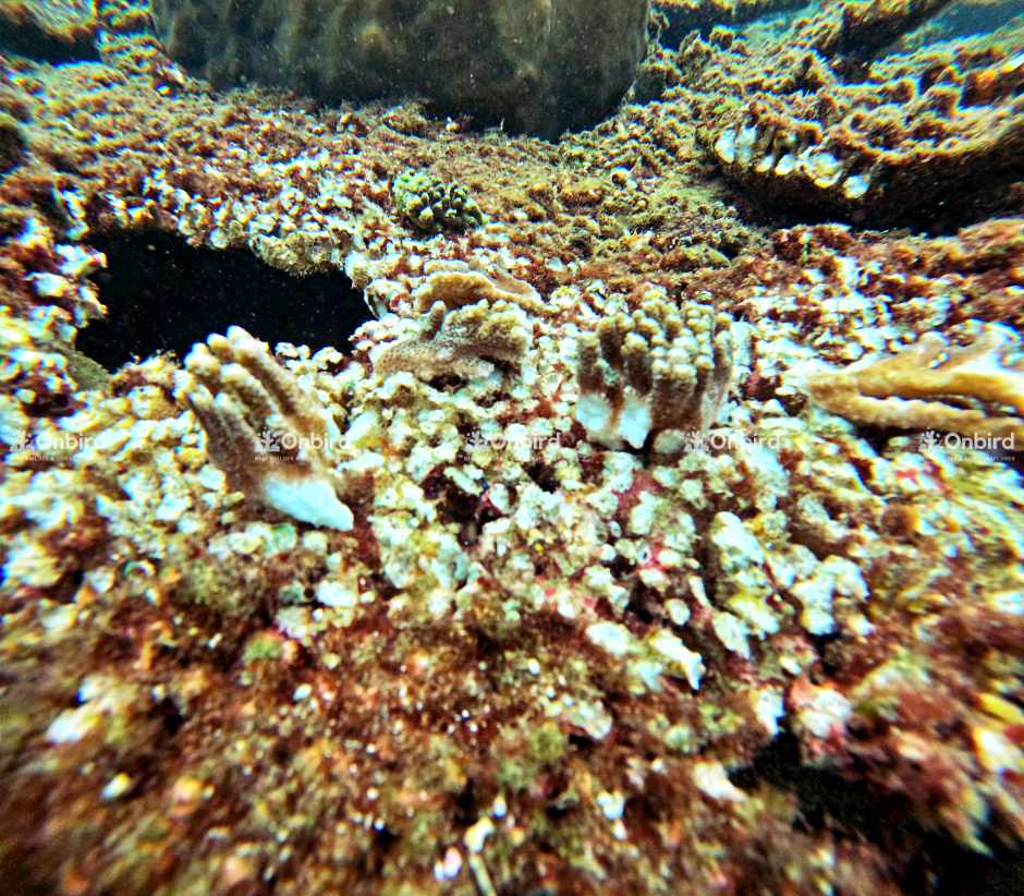 Acropora Cytherea (Table coral)