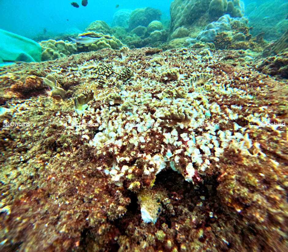 Acropora Cytherea (Table coral)