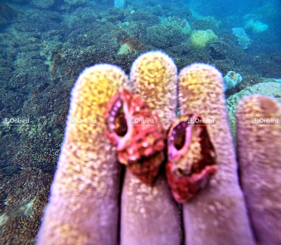 Drupella snail control at the coral restoration zone