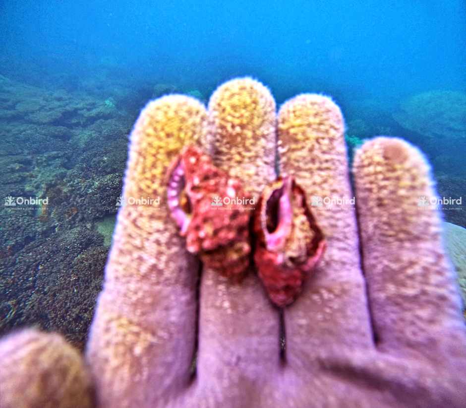 Controlling Drupella Snails in Coral Restoration Areas