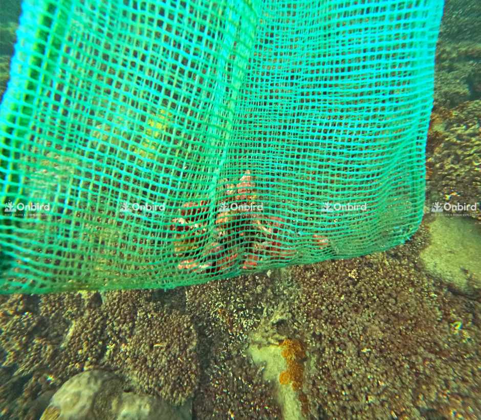 Controlling Drupella Snails in Coral Restoration Areas