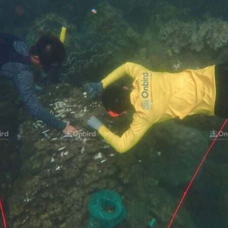 OnBird team to transplant coral fragments into Coral Jungle Reef