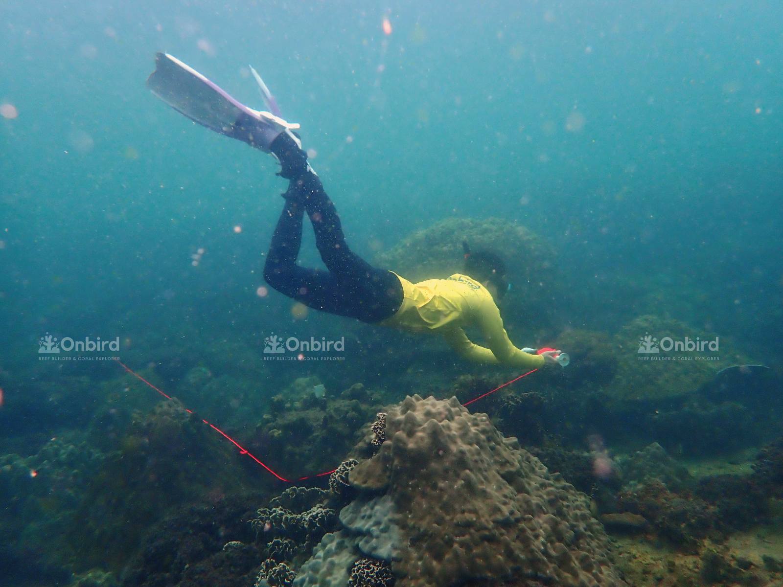 OnBird team to transplant coral fragments into Coral Jungle Reef
