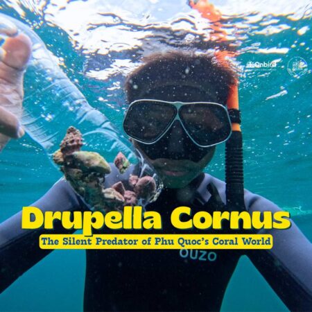 Drupella Cornus – The Silent Coral Predator of Phu Quoc