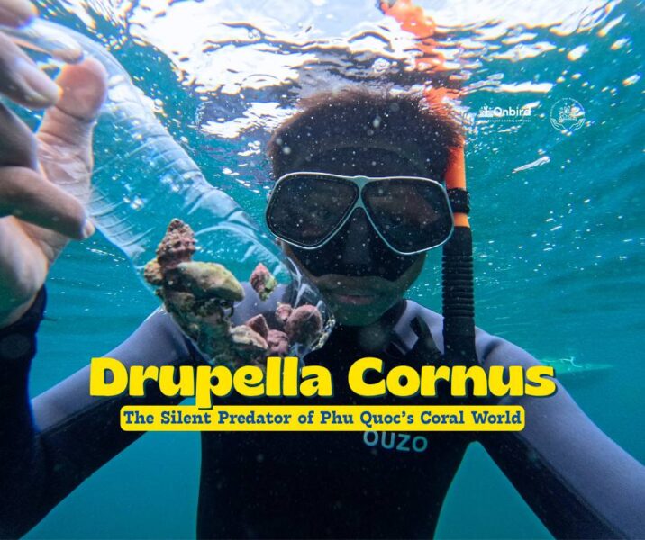Drupella Cornus – The Silent Coral Predator of Phu Quoc