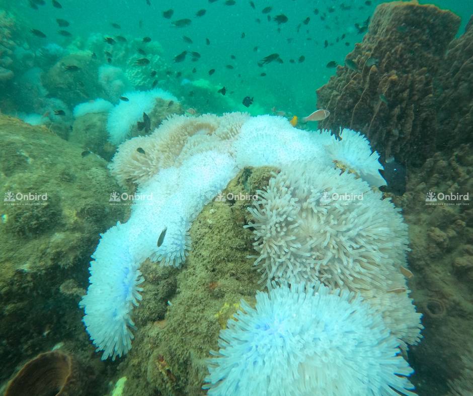 Cùng là cụm hải quỳ đó vào tháng 5 năm 2024, thời điểm nhiệt độ nước biển đạt đỉnh điểm khiến hải quỳ bị tẩy trắng