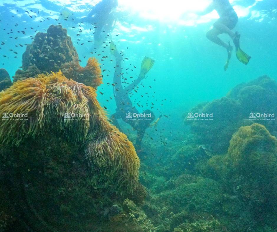 Hình ảnh cụm hải quỳ rực rỡ tại Coral Jungle Reef vào tháng