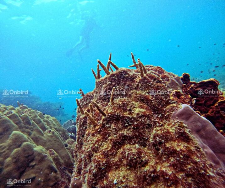 Coral Reef Restoration Stands Out As One Of The Most Impactful Positive Tipping Points