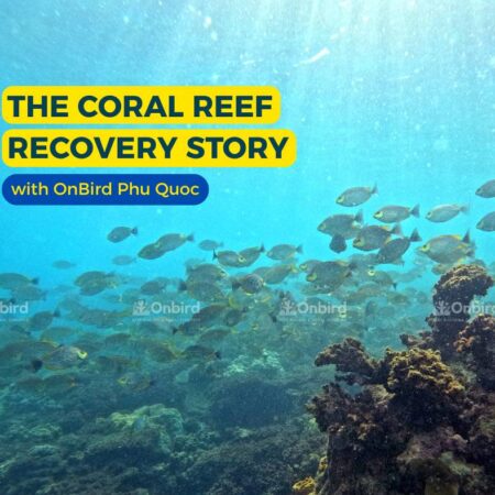 Câu chuyện phục hồi rạn san hô cùng OnBird Phú Quốc