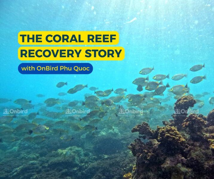 Câu chuyện phục hồi rạn san hô cùng OnBird Phú Quốc