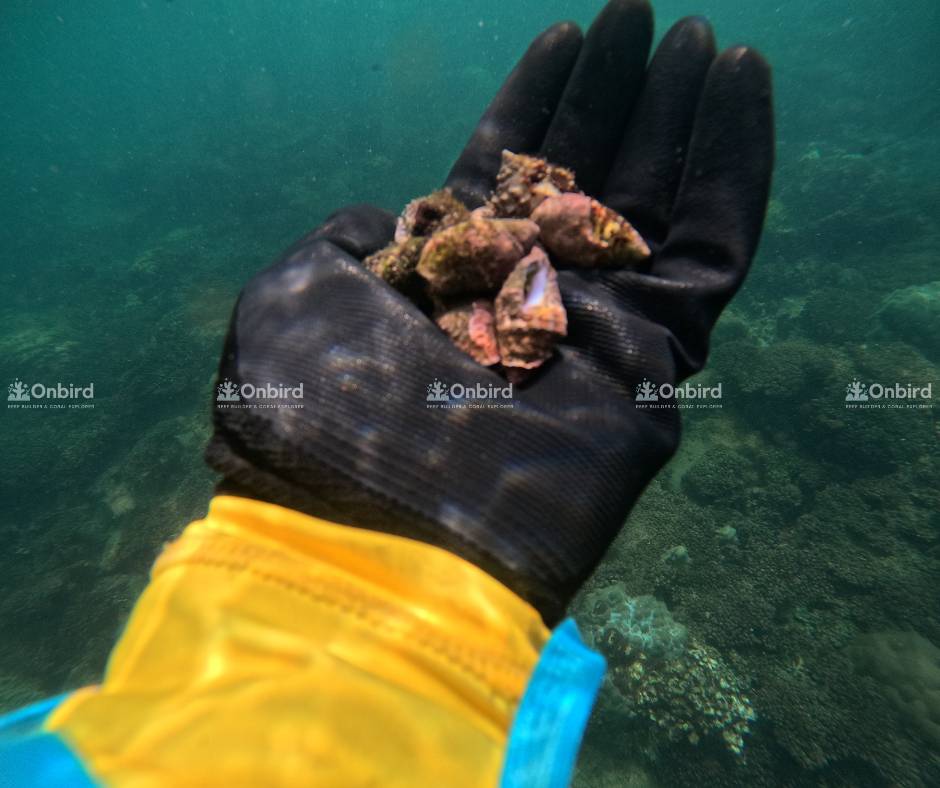 Kiểm soát ốc dâu tại rạn san hô