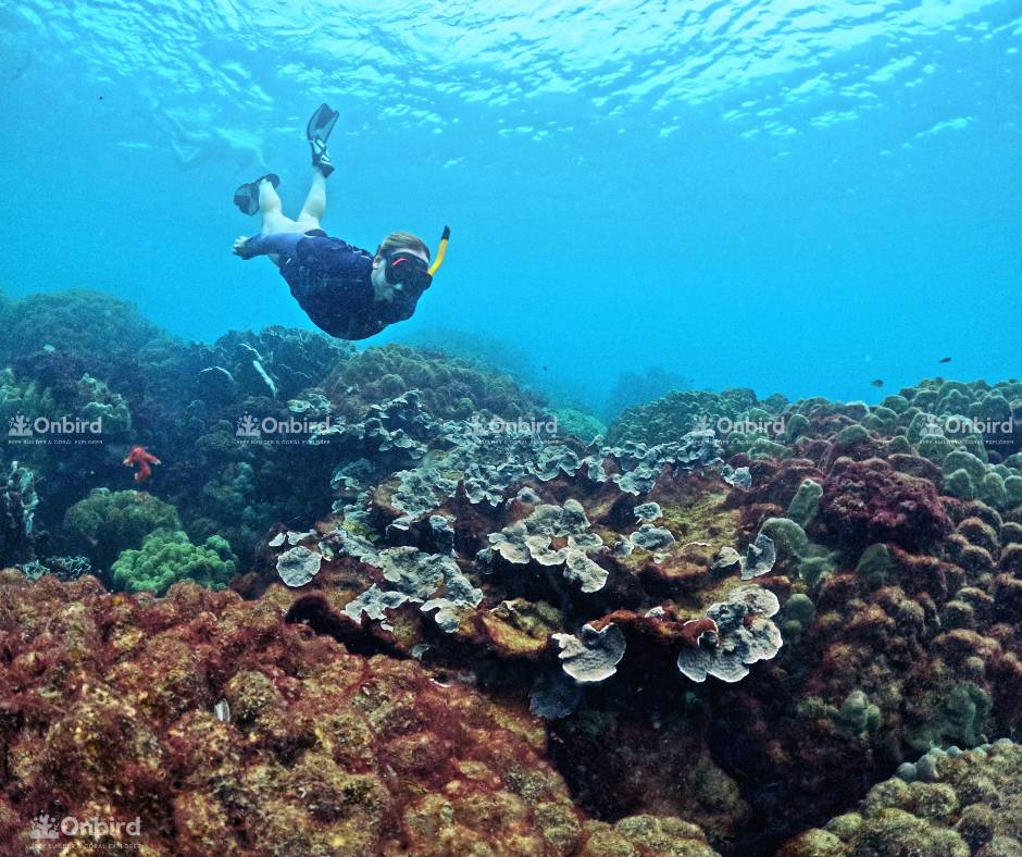 Trải nghiệm lặn ống thở khám phá san hô tại Khu rừng San hô (Coral Jungle Reef)